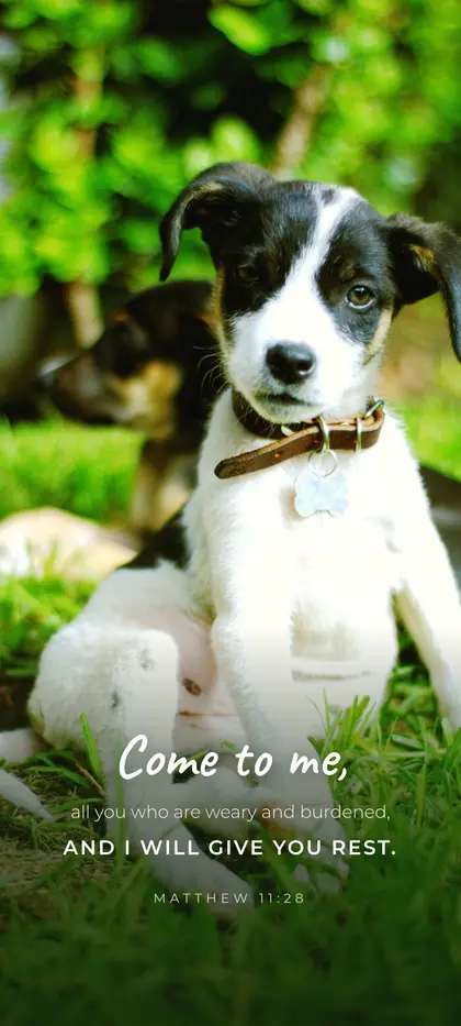 Matthew 11:28 Bible verse wallpaper — Puppy background