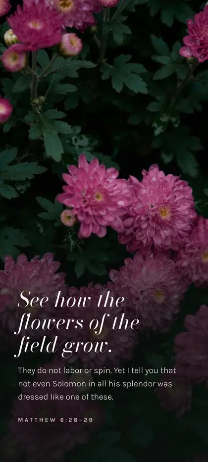 Matthew 6:28–29 Bible verse wallpaper — Flowers background